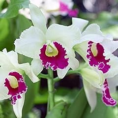 Borsa cattleya seeds usato  Spedito ovunque in Italia 