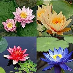 20Pcs Mix Lotus Seeds Rare Color Water Lily Flowers for sale  Delivered anywhere in Canada