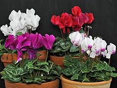 Hardy mini cyclamen for sale  Delivered anywhere in Ireland
