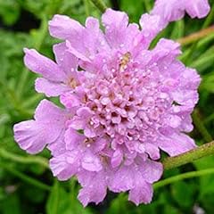 Scabious scabiosa flutter for sale  Delivered anywhere in Ireland