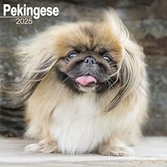 Pekingese calendar 2025 for sale  Delivered anywhere in USA 
