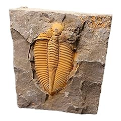Jianeexsq real trilobite for sale  Delivered anywhere in USA 