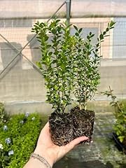 Bosso buxus microphylla usato  Spedito ovunque in Italia 