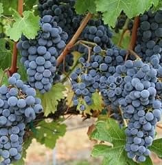 Concord grape vines for sale  Delivered anywhere in USA 