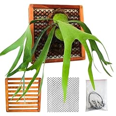 Desquiggle staghorn fern for sale  Delivered anywhere in USA 