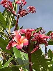 Pink plumeria cutting for sale  Delivered anywhere in USA 