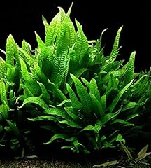 Biotope aquatics ltd for sale  Delivered anywhere in UK