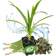 Pandan live plant for sale  Delivered anywhere in USA 