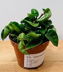 Hoya carnosa compacta for sale  Delivered anywhere in UK