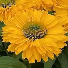 Echinacea sunseekers golden for sale  Delivered anywhere in UK