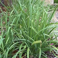 500 organic garlic for sale  Delivered anywhere in USA 