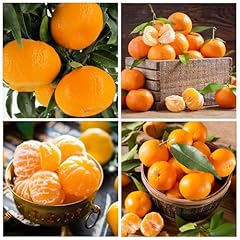 Seed orange citrus for sale  Delivered anywhere in USA 