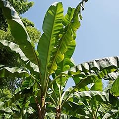 Yougarden exotic large for sale  Delivered anywhere in UK