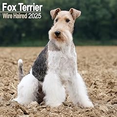 Fox terrier wirehaired gebraucht kaufen  Wird an jeden Ort in Deutschland