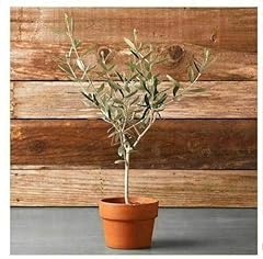 Ulivo olivo"Olea europea" pianta in vaso ø9 cm mensa olio usato  Spedito ovunque in Italia 