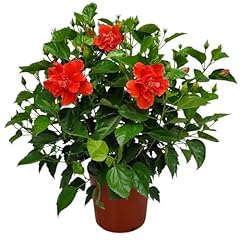 Hibiscus plant live for sale  Delivered anywhere in USA 