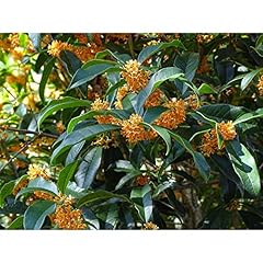 Apricot echo orange for sale  Delivered anywhere in USA 