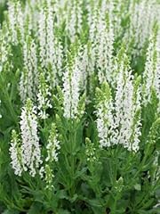 Perennial farm marketplace for sale  Delivered anywhere in USA 