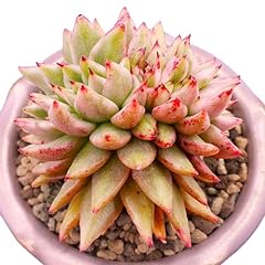Echeveria soul variegated for sale  Delivered anywhere in USA 