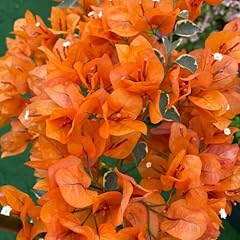 Pcs bougainvillea pflanzen gebraucht kaufen  Wird an jeden Ort in Deutschland