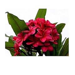 Red plumeria frangipani for sale  Delivered anywhere in USA 