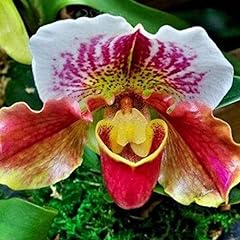 Confezione semi orchidea usato  Spedito ovunque in Italia 