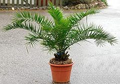 Seedsup seeds phoenix for sale  Delivered anywhere in USA 