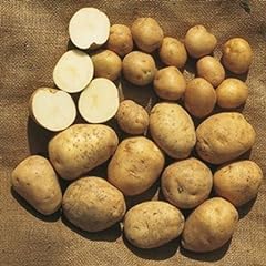Patate semina kennebec usato  Spedito ovunque in Italia 