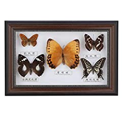 Dekaim butterflies specimen for sale  Delivered anywhere in UK