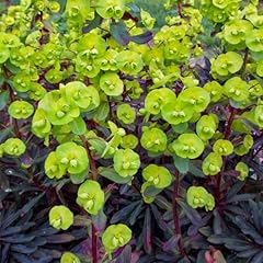 Euphorbia purpurea 9cm for sale  Delivered anywhere in UK