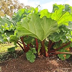 Heirloom rhubarb glaskins for sale  Delivered anywhere in Ireland