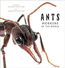 Ants workers for sale  Delivered anywhere in Ireland