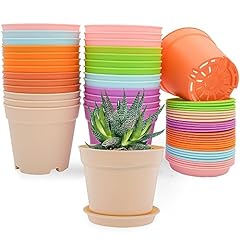 Swinduck inch plant for sale  Delivered anywhere in USA 