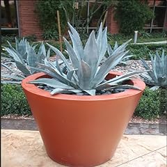 Bareroot agave americana for sale  Delivered anywhere in USA 