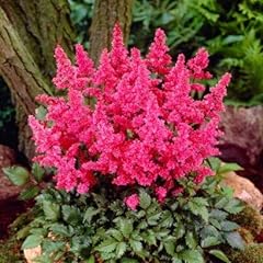 Pink astilbe japonica for sale  Delivered anywhere in UK