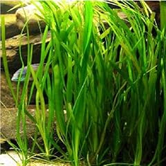 Lot 3x5 vallisneria d'occasion  Livré partout en France
