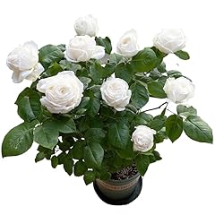 White rose live for sale  Delivered anywhere in USA 