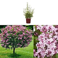Syringa palibin dwarf for sale  Delivered anywhere in UK