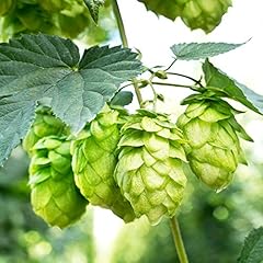 Outsidepride hops seeds for sale  Delivered anywhere in USA 