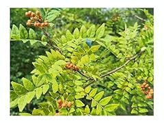 Zanthoxylum piperitum japanese for sale  Delivered anywhere in UK