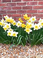 Daffodil bulbs includes for sale  Delivered anywhere in UK