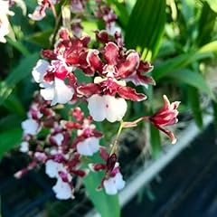 Oncidium sharry baby for sale  Delivered anywhere in USA 