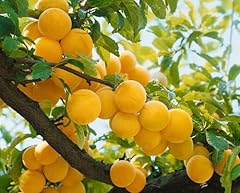 Prunus domestica golden gebraucht kaufen  Wird an jeden Ort in Deutschland