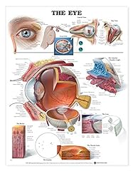 Eye anatomical chart for sale  Delivered anywhere in USA 