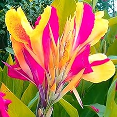Canna zwiebeln calla gebraucht kaufen  Wird an jeden Ort in Deutschland