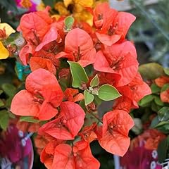 Pianta vera bougainvillea usato  Spedito ovunque in Italia 