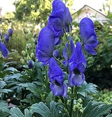 Herbst eisenhut aconitum gebraucht kaufen  Wird an jeden Ort in Deutschland