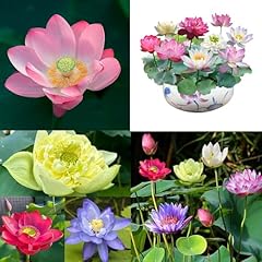 Fleur lotus sacrée d'occasion  Livré partout en Belgiqu
