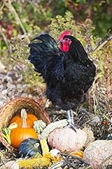 Large black australorp for sale  Delivered anywhere in USA 