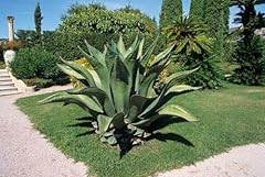 Agave ferox pianta usato  Spedito ovunque in Italia 